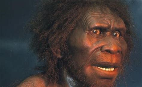 sinanthropus erectus to homo erectus